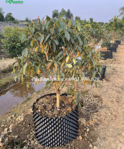 Mua Úc giống đẹp, giá rẻ