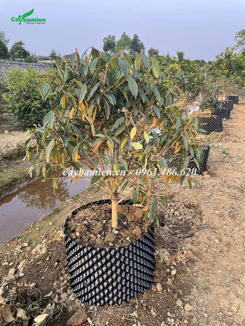 Mua Úc giống đẹp, giá rẻ