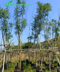 Dưỡng ủ cây hoa Phượng Tím công trình cao 5m