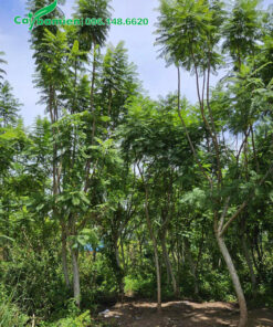 Phượng Tím cao 5m, tán lá xanh tốt