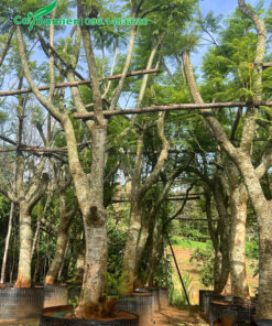 Khu vườn dưỡng ủ cây Phượng Tím lâu năm, đường kính gốc 30cm