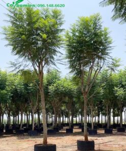 Hàng dưỡng chất lượng cao, trồng sẵn trong bầu, chiều cao khoảng 4m