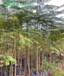 Cây giống phượng tím nguyên bầu