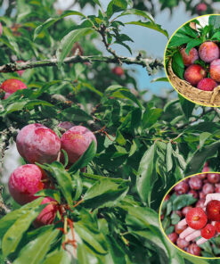 Quả mận đỏ tròn, mọc thành từng chùm