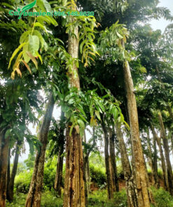 Cây đẹp, đường kính gốc 30cm trở lên