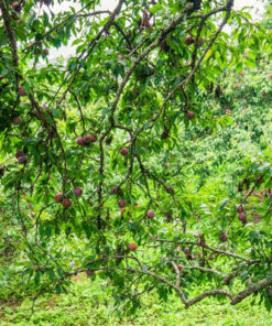 Phòng trừ sâu bệnh tốt để cây cho trái nhiều, to và ngon hơn