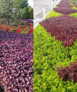 Tạo cảnh quan đường khố đẹp với những dải màu từ cây trồng viền