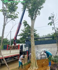 Công nhân đang thi công trồng cây bằng lăng rừng công trình