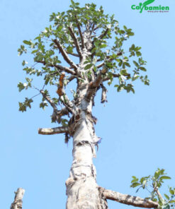 Cây được cắt tỉa cành lá để tạo tán tốt