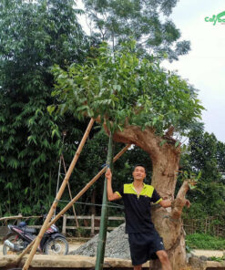 Cây vối được vận chuyển tận nơi và trồng theo đúng kỹ thuật