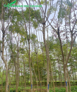 Vườn Phượng Tím cao 7m