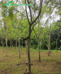 Vườn Phượng Tím công trình trồng từ bé tại vườn