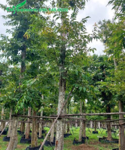 Vườn bằng lăng rừng đã dâm ủ nhiều năm, chiều cao khoảng 8m