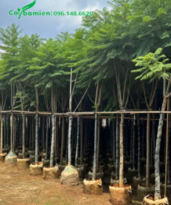 Vườn dưỡng cây hoa phượng tím trong túi bầu