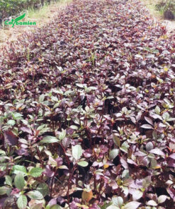 Cây được trồng số lượng lớn tại vườn ươm