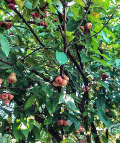 Roi đỏ là cây thường xanh, lá xanh tốt quanh năm