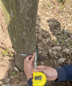 Đo kích thước đường kính gốc của cây Bụt Mọc