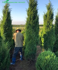 Thợ đang chăm sóc vườn Tùng Tháp công trình