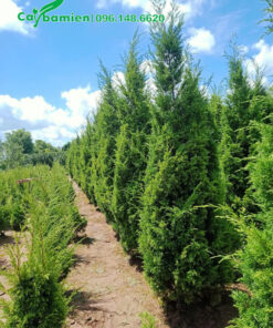 Tùng Tháp cao hơn 2m