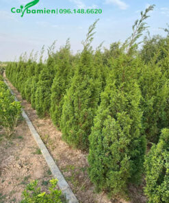 Tùng Tháp dáng đẹp, cao 2m