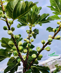 Quả sung mọc rất sai, có các sọc đặc biệt