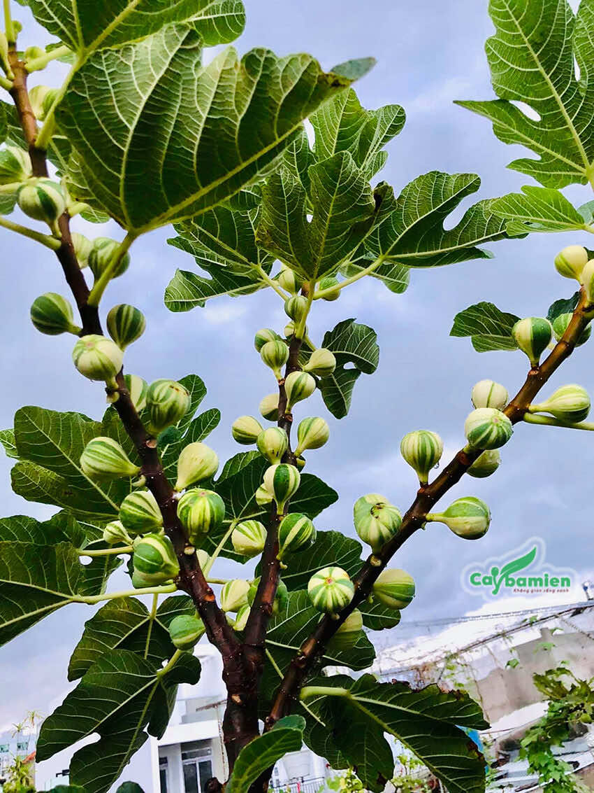 Quả sung mọc rất sai, có các sọc đặc biệt