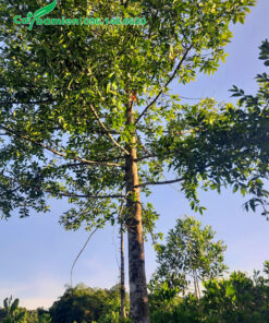 Cắt tỉa cành tán cây kim giao trước khi đánh bầu