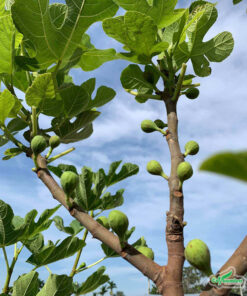 Quả sung mọc khắp thân cây đến tận ngọn