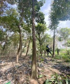 Cây bụt mọc cao thẳng, dáng cây đẹp, rễ bắt đầu nổi trên mặt đất