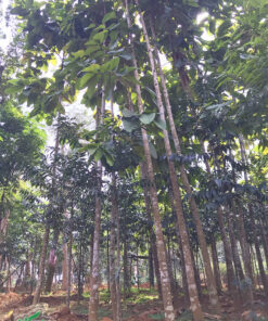 Cây chò cao lớn, tán đẹp