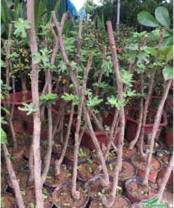 Những cây giống đã được tỉa, bấm ngọn