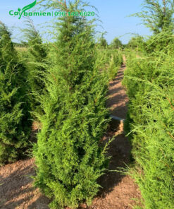 Tùng tháp loại nhỏ, chiều cao khoảng 1m