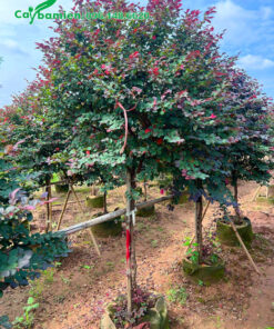 Cây Hồng Phụng thân tree thẳng tắp, tán lá đẹp