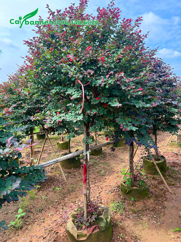 Cây Hồng Phụng thân tree thẳng tắp, tán lá đẹp