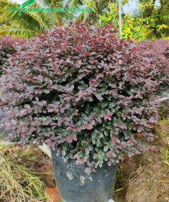 Hàng tán tròn, đường kính tán khoảng 50 - 60cm