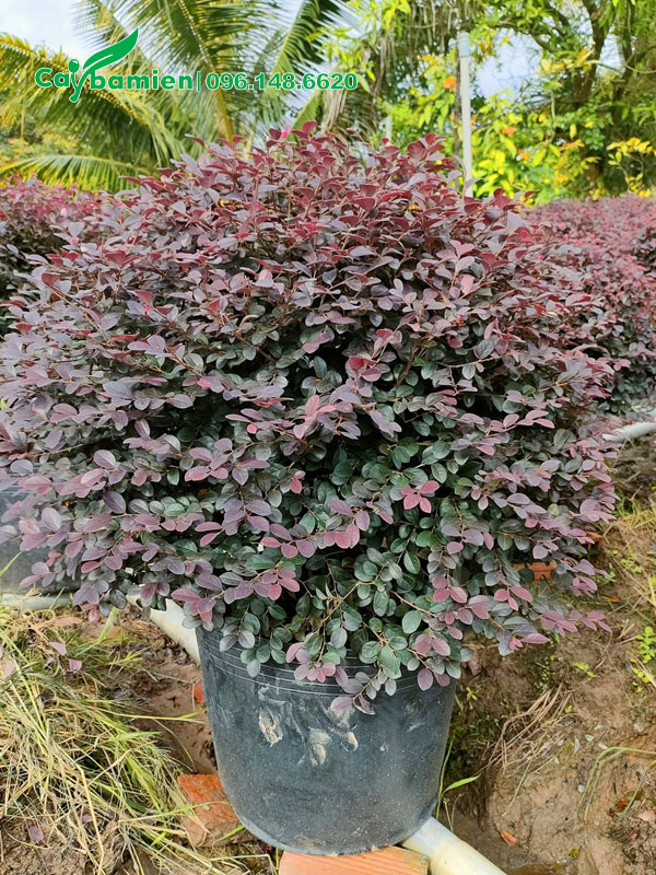 Hàng tán tròn, đường kính tán khoảng 50 - 60cm