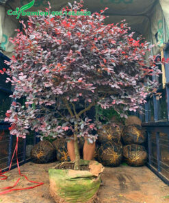 Xếp gọn những cây Hồng Phụng trưởng thành cao hơn 1m lên xe tải