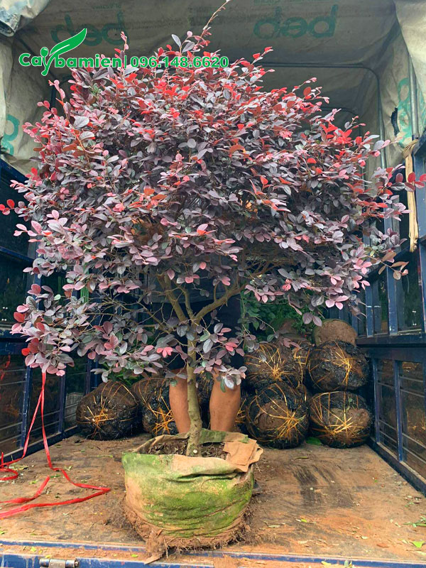 Xếp gọn những cây Hồng Phụng trưởng thành cao hơn 1m lên xe tải