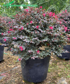 Những chậu cây Hồng Phụng cảnh nhỏ xinh