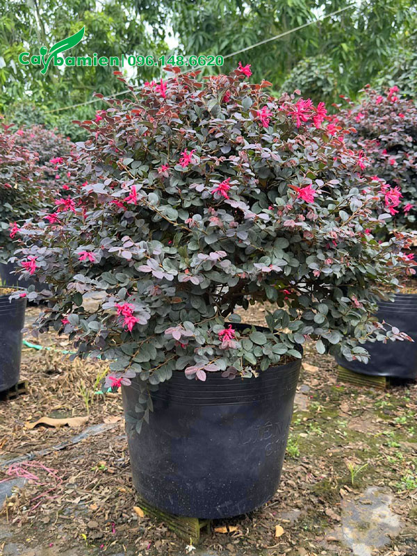 Những chậu cây Hồng Phụng cảnh nhỏ xinh