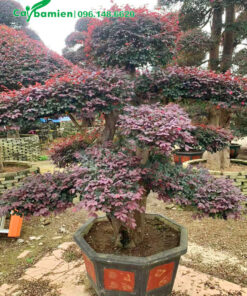 Chiêm ngưỡng chậu cây Hồng Phụng cổ thụ bonsai siêu đẹp