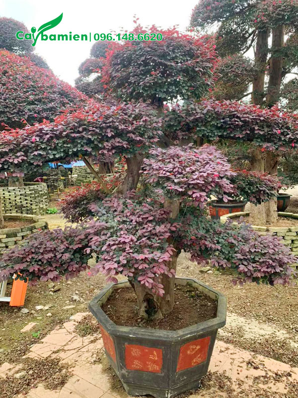 Chiêm ngưỡng chậu cây Hồng Phụng cổ thụ bonsai siêu đẹp