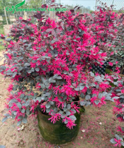 Cây Hồng Phụng nhỏ siêu hoa