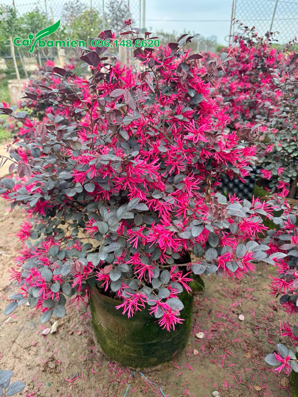 Cây Hồng Phụng nhỏ siêu hoa