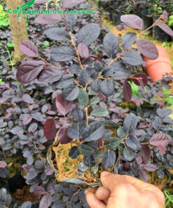 Hồng Phụng giống giâm cành