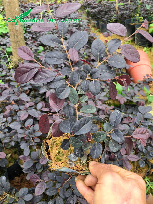 Hồng Phụng giống giâm cành