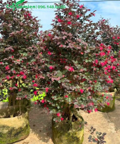 Tập kết những cây Hồng Phụng cao 1,5m có hoa nở