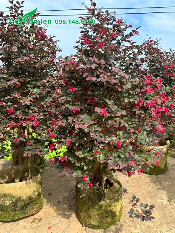 Tập kết những cây Hồng Phụng cao 1,5m có hoa nở