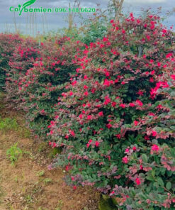 Cây hoa Hồng Phụng tán tháp cao gần 2m