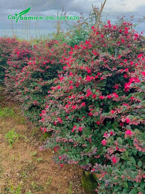 Cây hoa Hồng Phụng tán tháp cao gần 2m